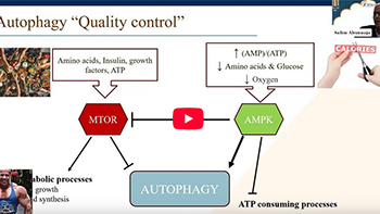 Between Faith and Physiology: Ramadan Fasting Post Metabolic Bariatric Surgery